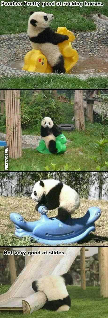 Pandas are good at rocking horses - 9GAG