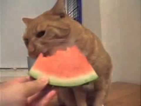 Pussy And Watermelon Gag