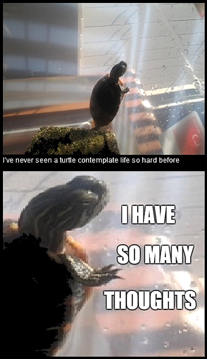 Our turtle's life is harder than I thought - 9GAG