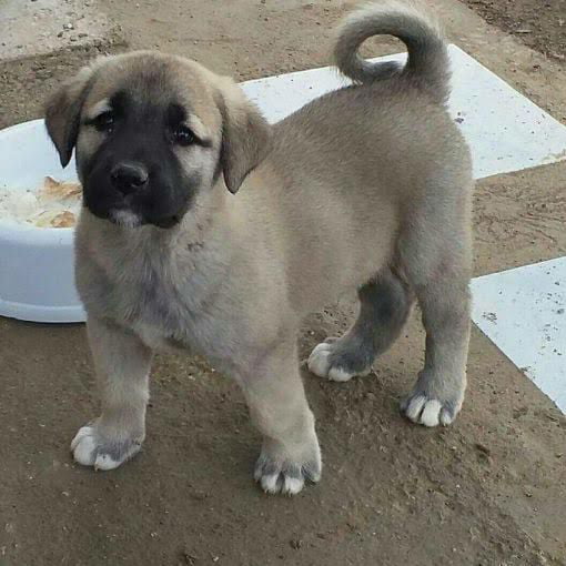 Turkish Kangal Puppy Is Ready To Kick Some Ass And Drink Some Milk 9GAG