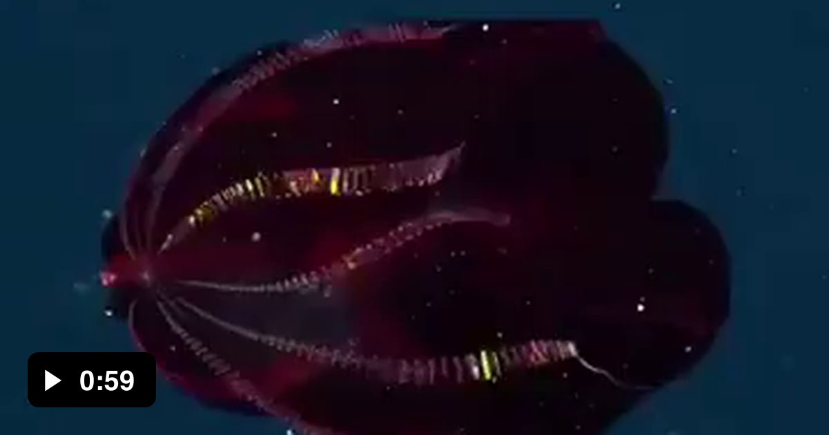 A mesmerising bloodybelly comb jelly. It lives in the the mesopelagic