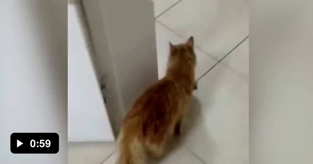 A stray mother cat brought her sick kittens to a local clinic in Turkey