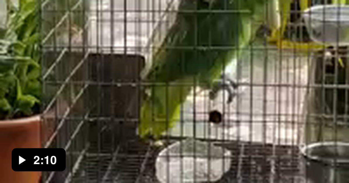 Me singing in the shower 9GAG