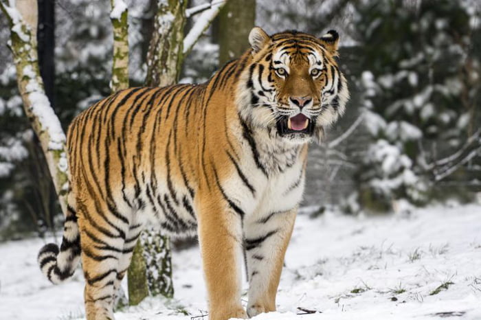 Efforts are being made into bringing the beautiful Caspian Tiger back ...