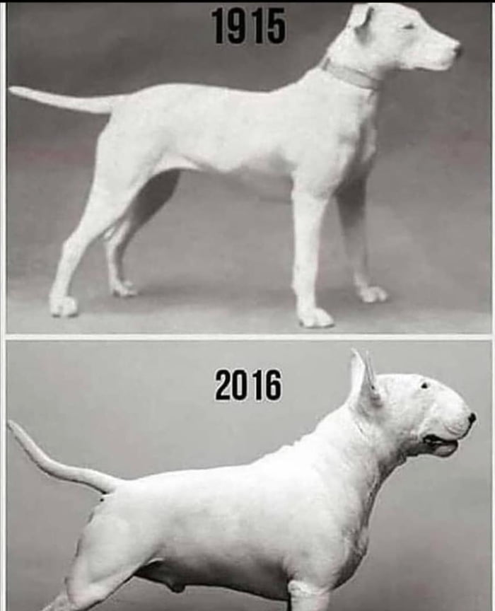 Bull terrier hot sale 1900