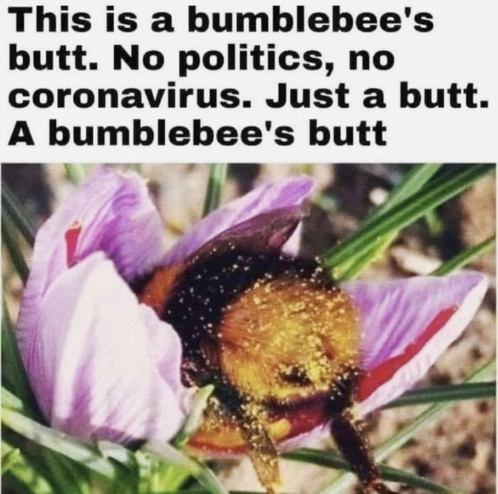 Bumblebee - 9GAG