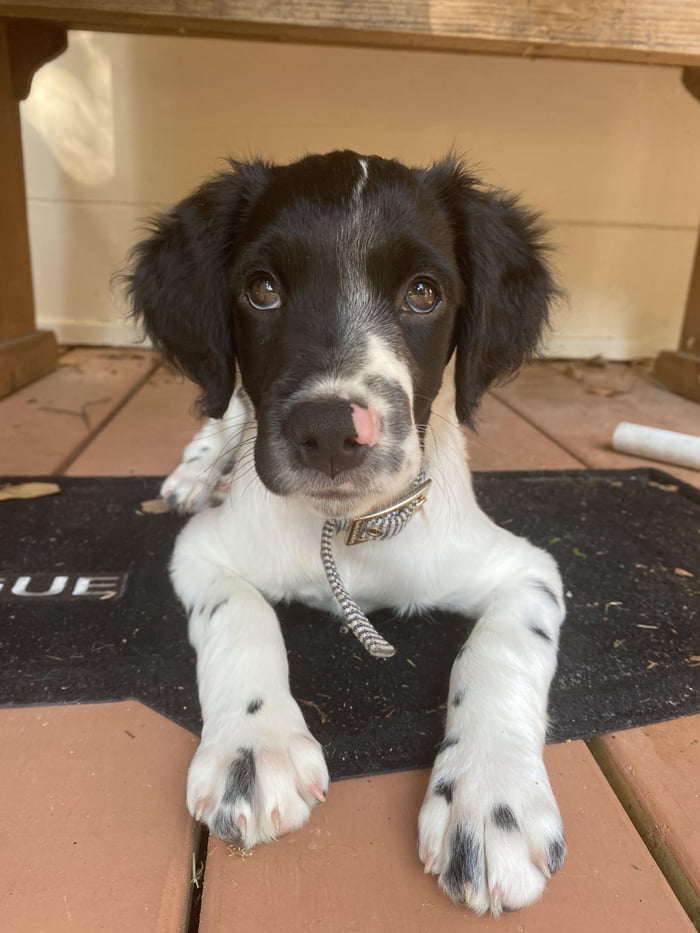 Black and best sale white brittany spaniel