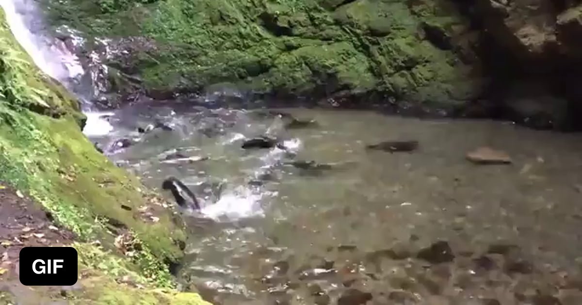 For about a month each year baby seals come to play in this waterfall ...