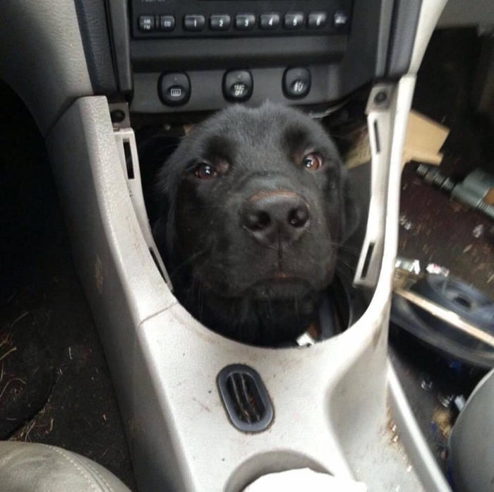 Dog Box Transmission Seems A Bit Ruff Any Pointers 9GAG Dog Box Transmission Seems A Bit Ruff Any Pointers 9GAG