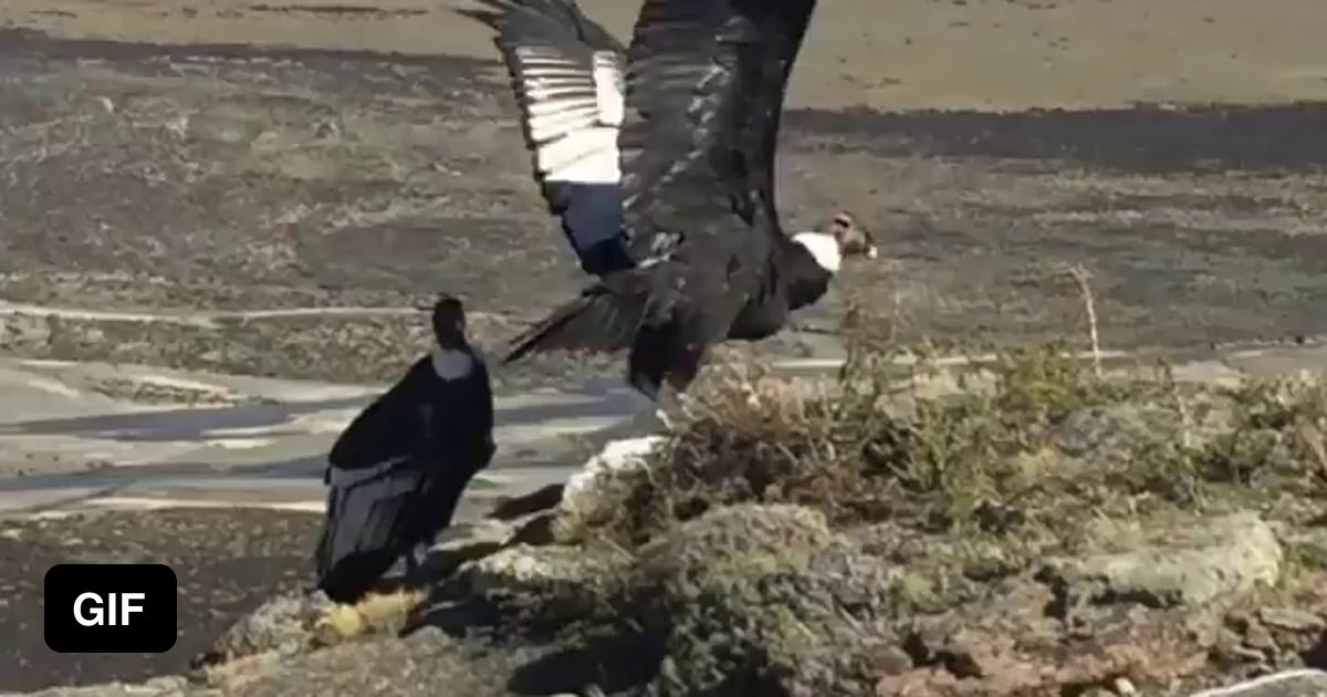 Andean Condor catching a ride on the wind - 9GAG