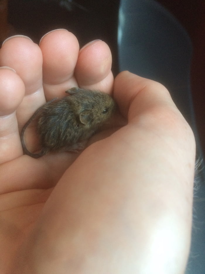 I Need Your Help People Found This Mouse Mr Jingles After Heavy Rain Any Advice How To Proceed Now 9gag