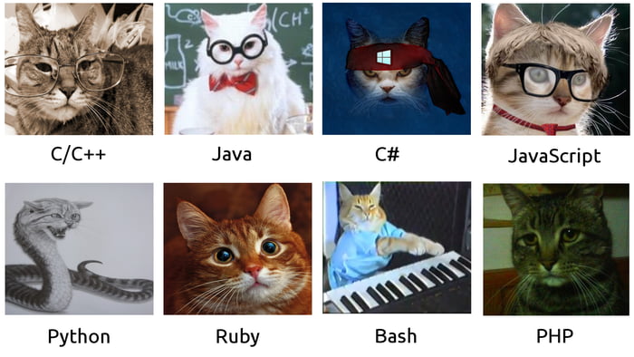 If programming languages were cats - 9GAG