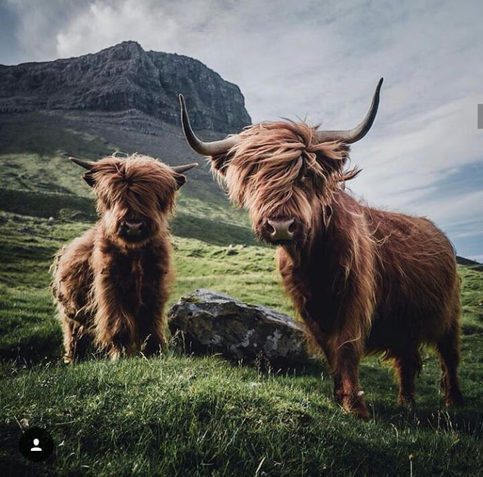 Only in Faroe Islands a fluffy cows have style 9GAG