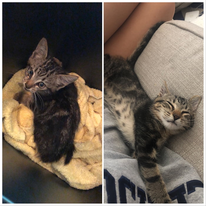 Found This 1 5 Lb Kitten Under A Tree Outside My Office Window He Had An Infected Eye Worms And Was Underweight And Scared I Had Zero Intention Of Keeping Him Because I Ve