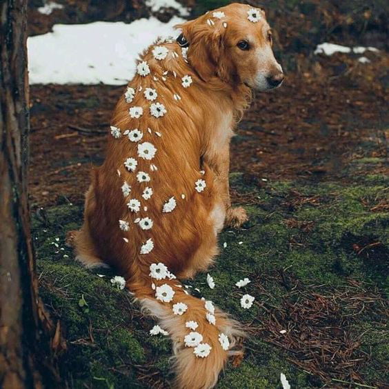Dog flower 9GAG