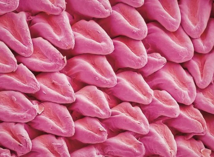 a-cat-s-tongue-under-a-microscope-looks-like-it-s-made-of-other-smaller