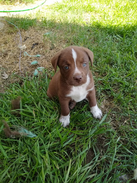 Weimaraner And Pitbull Mix We Ll See How This Little Boy Turns Weimaraner And Pitbull Mix We Ll See