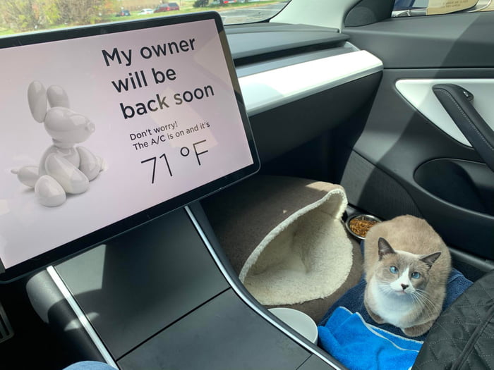 This cute cat just LOVES road trips! 9GAG