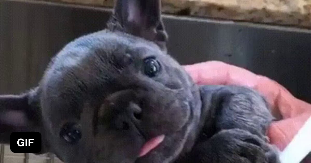 Showering puppy 9GAG