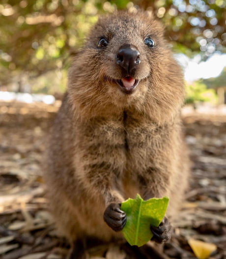 Quokka Wallpapers Hdq Images