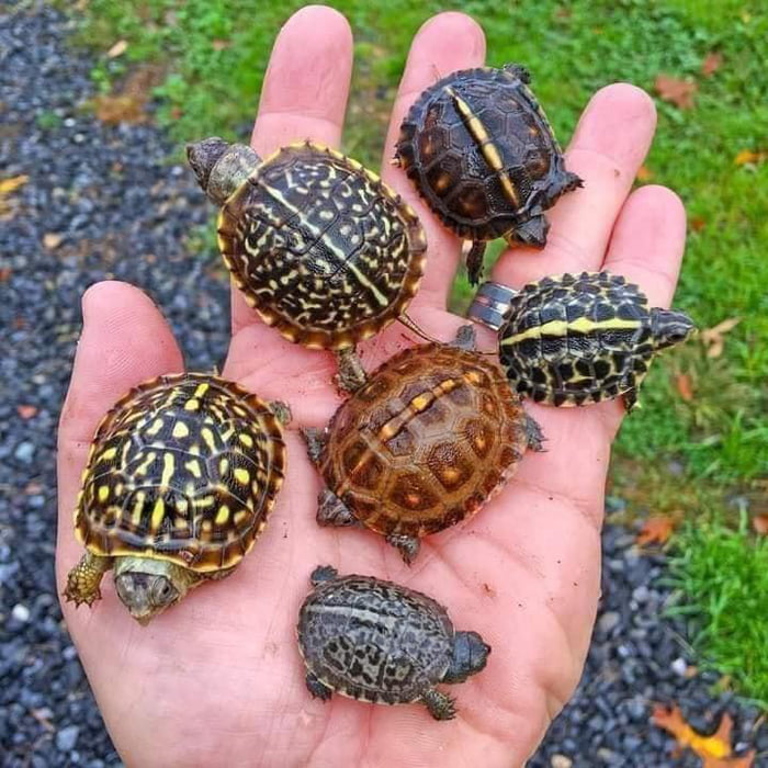 Some lil turtles for Y’all - 9GAG