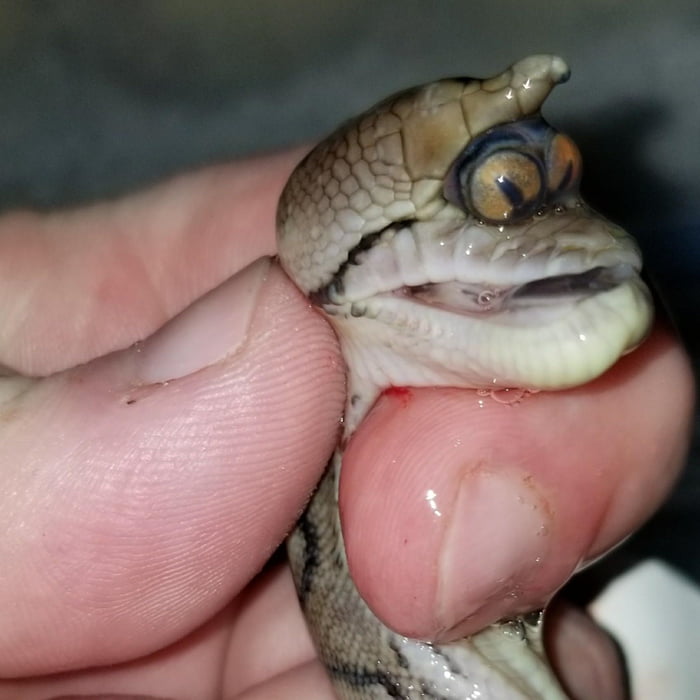 Dearpy Snake Derpy looking mutant snake with two eyes in one socket. - 9GAG