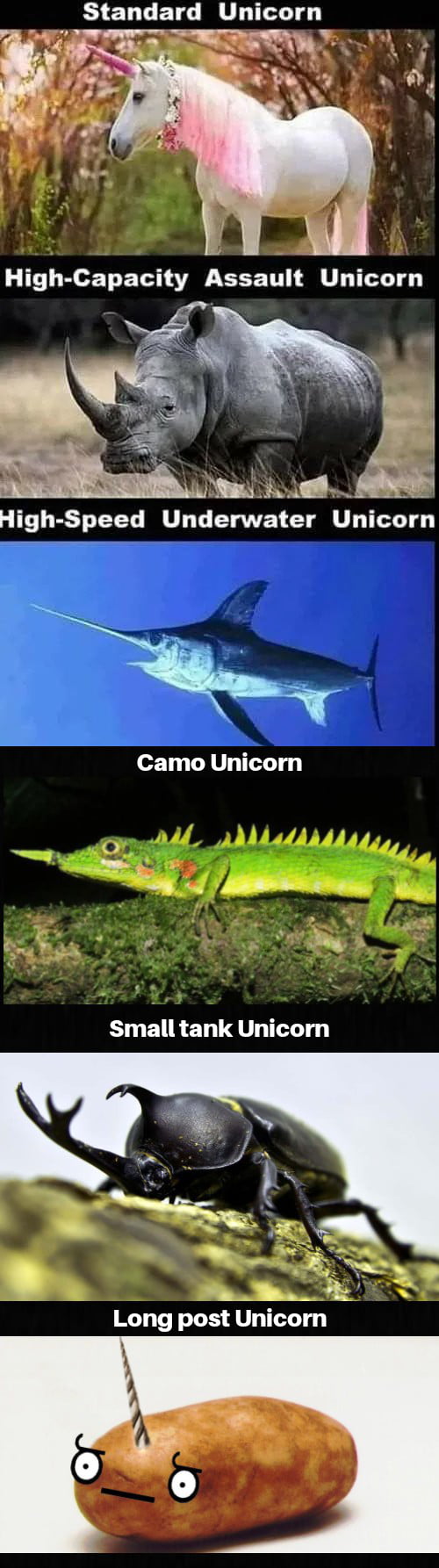 Know Your Unicorn 9GAG know-your-unicorn-9gag