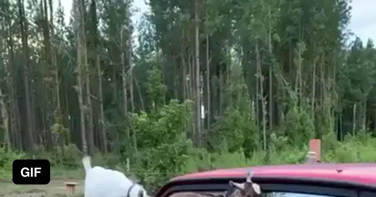 Goats climbing on a car 9GAG