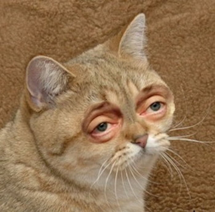 Buscemi cat is judging you 9GAG