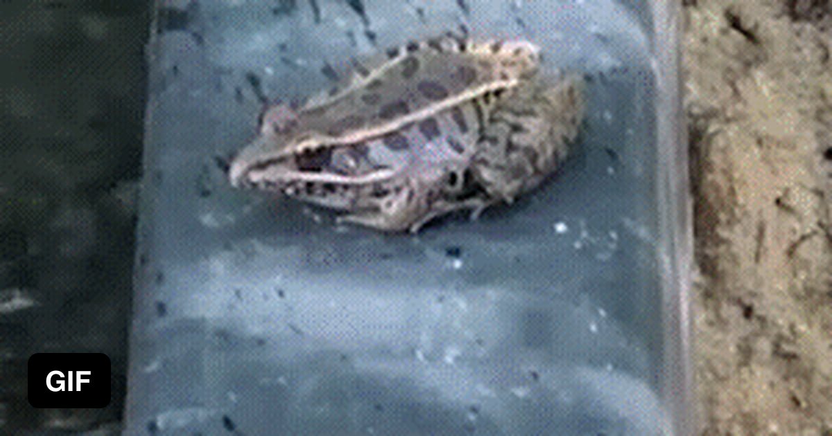 The toad and the fly - 9GAG