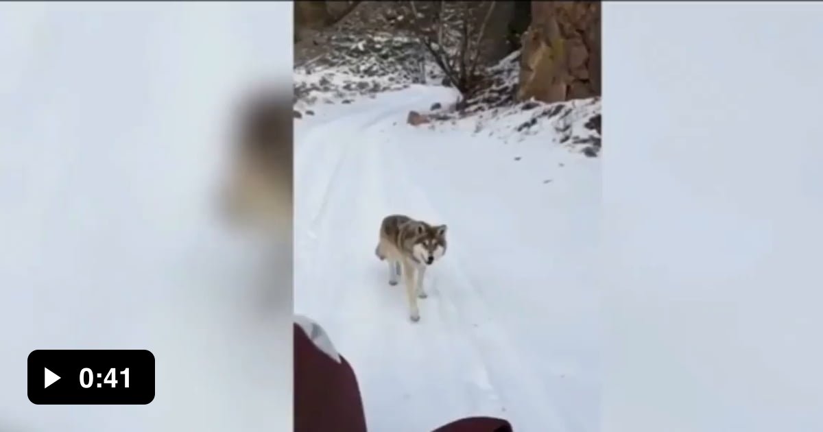 A Wild Wolf followed me for more food - 9GAG