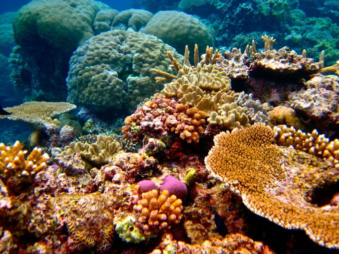 The Great Barrier Reef is healing! After years of damage due to coral