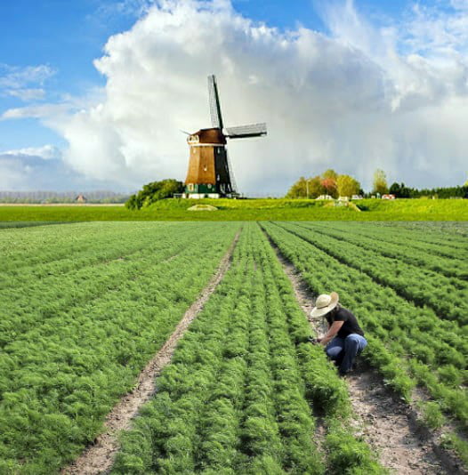 Dill field in the netherlands 9GAG