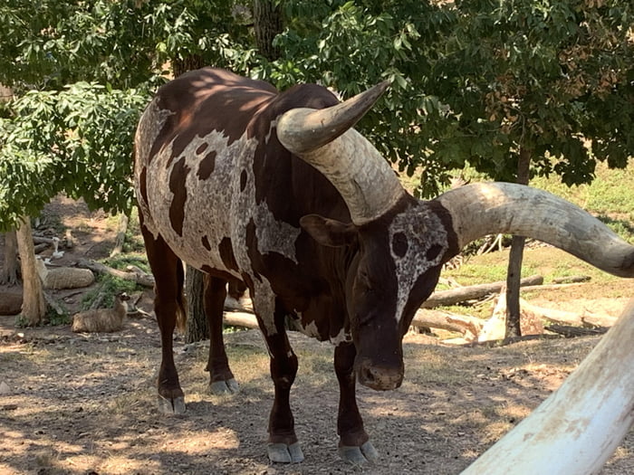 El toro de la muerte said to roam the safari planes guarding a hidden