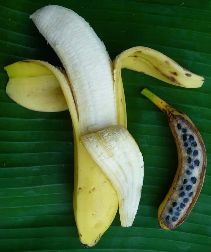 This image shows us a commercial banana without seeds and a wild banana ...