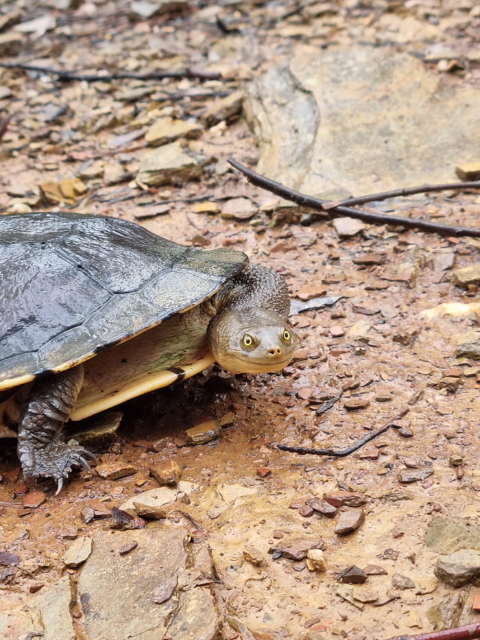 Smiling Turtle - 9GAG