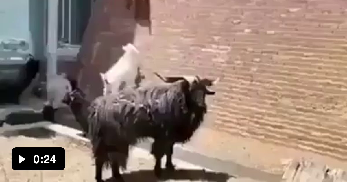 Goats climbing a wall. 9GAG