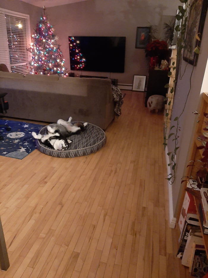 Cozy Dog In Her Alberta Living Room 9GAG   AvArdzZ 700b 