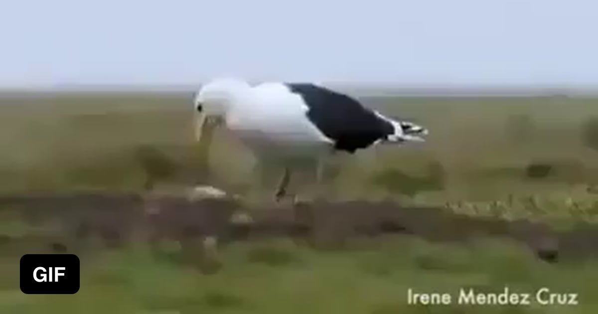 How this seagull eats that Rabbit... - 9GAG