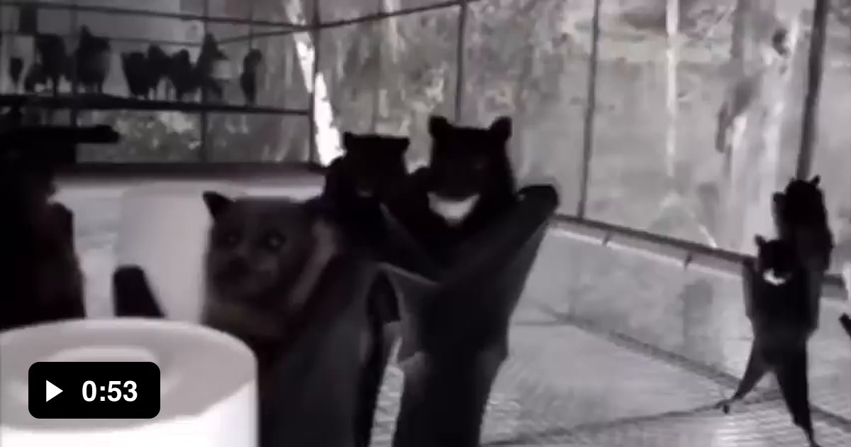 Bats filmed upside down look like they’re at a Goth 9GAG