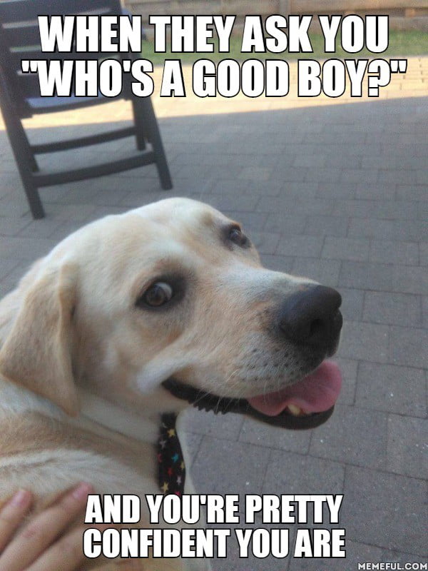 Who's a good boy? - 9GAG