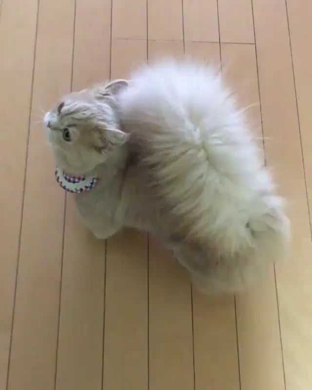 Here is a munchkin cat with the fluffiest tail you ever seen - 9GAG