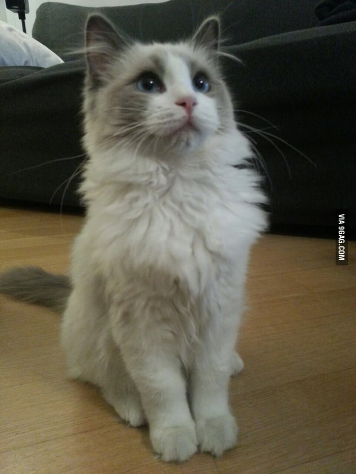 So majestic! - 9GAG