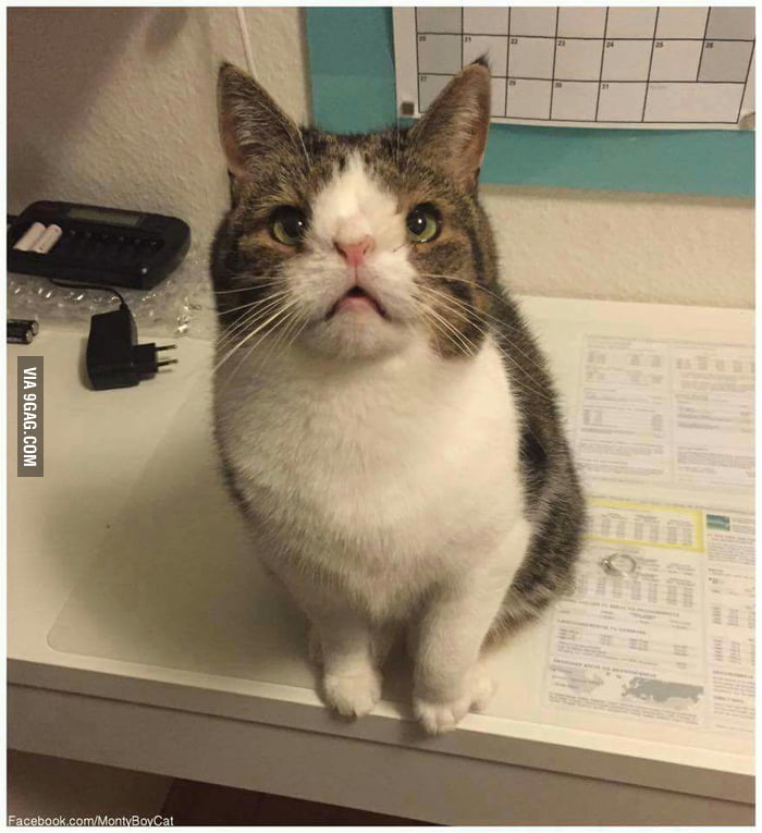 Meet Monty, the cat with down syndrome. 9GAG