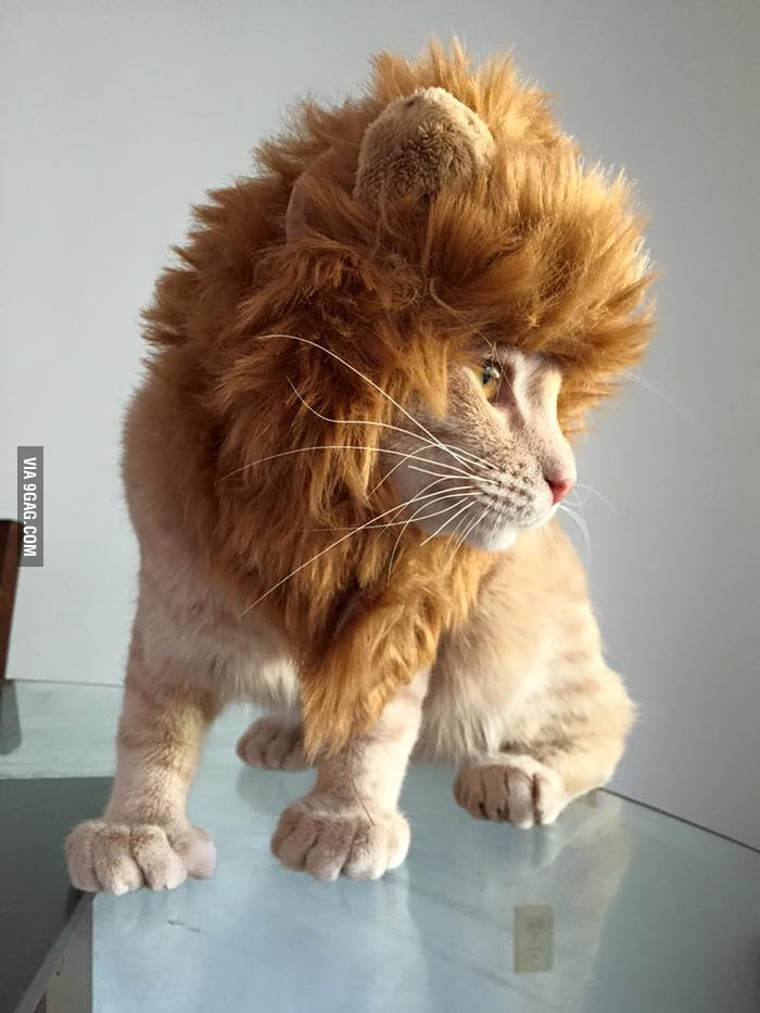 Ash channeling Simba - 9GAG