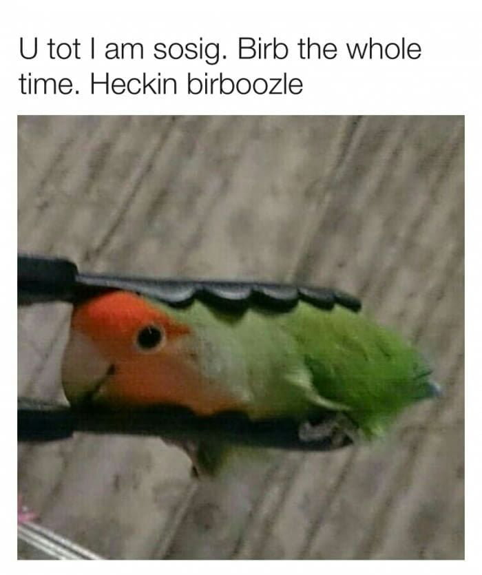 Sosig Birb Is The Rarest Of Birb In Da Ammozon 9gag