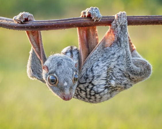 Colugo is an aboreal mammal, in the world there are 2 types of colugos ...