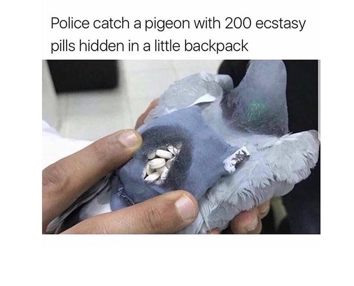Aiit Police Didn T Just Decide To Stop And Search Pigeons Who Snitched Up Birbo Free My Man Birbo Snitches Get Stitches 9gag