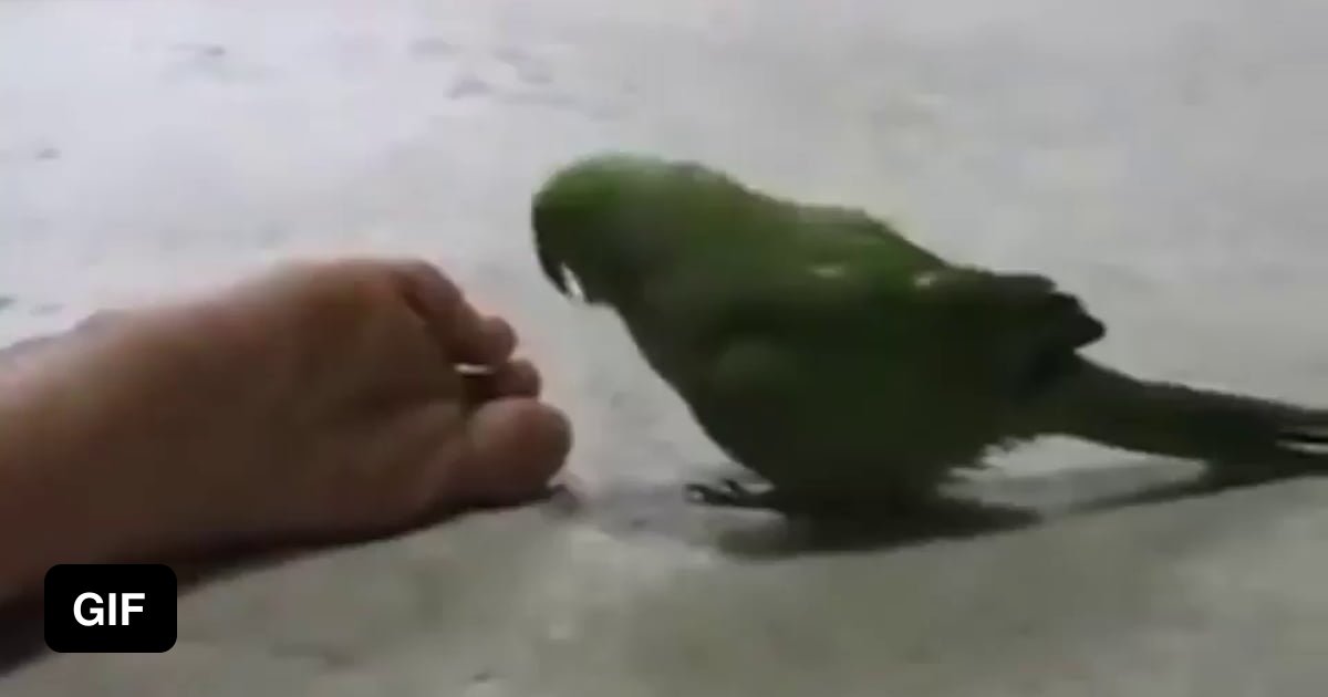 Derpy bird or stinky feet ? 9GAG