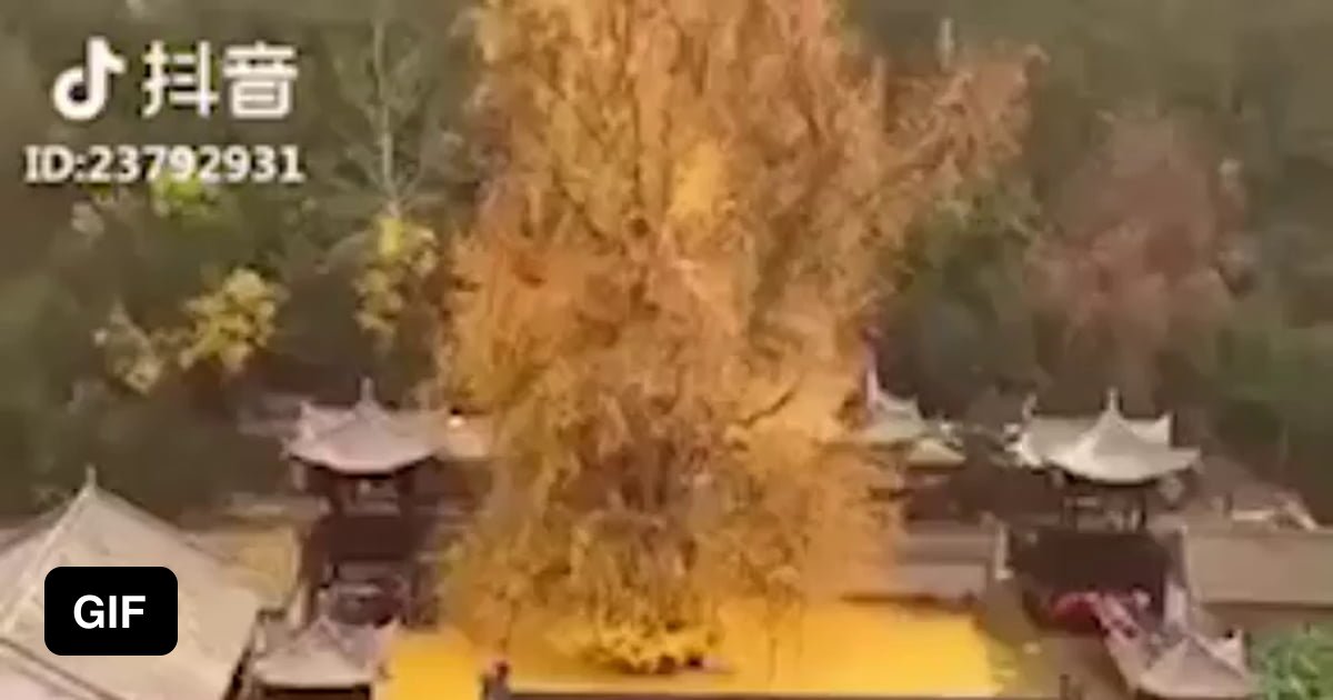This ginkgo tree has existed for 1400 years.